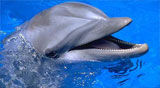 Dolphin Swims