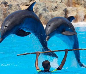 Dolphin Trainer