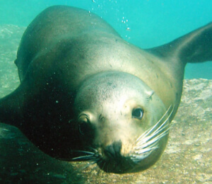 Sea Lion Tours