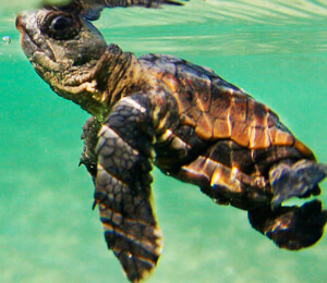 Turtle Release