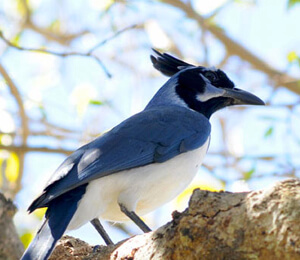 Bird Watching Tours